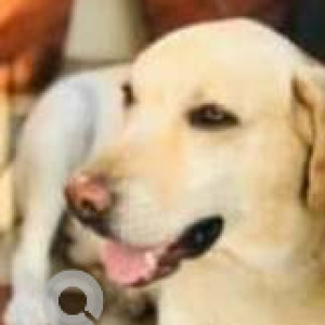 Missing: White Male Labrador Dog from Mahalakshmi Layout, Bangalore-2