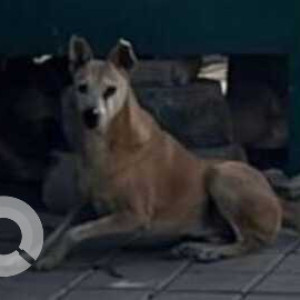 Missing: Brown Male Indie Dog from Maidaan next to Gayatri Blue Apartments near kundalahalli-2