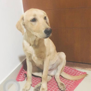 Found: White Male Labrador Dog from Indiranagar