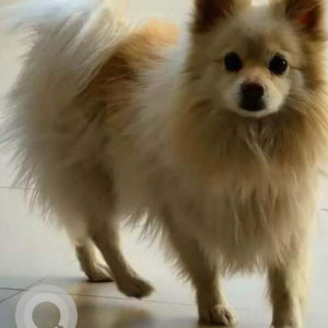 A White-Brown Mix Pomeranian Dog Missing from Amravati enclave, Chandimandir