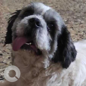 Missing: Black and White Male Shih Tzu Dog from Thanisandra, Railwaymen layout-2