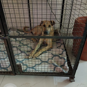 Missing: Brown Male Indie Dog from Shankersheth road near dhobi ghat