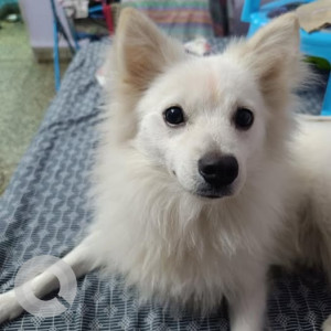 Missing: White Male Pomeranian Dog from Pimpri Vaibhav nagar