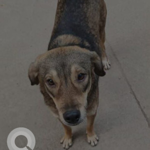 Missing: Black and Brown Male Indie Dog from Shahpur Jat, New Delhi