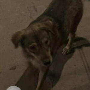 Missing: Black and Brown Male Indie Dog from Shahpur Jat, New Delhi-2