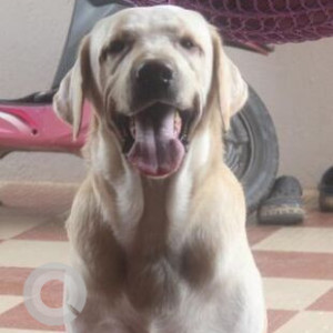 Missing: White Male Labrador Dog from Padmanabhanagar