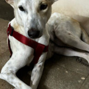 White Female Indie Dog is Missing from Deshabimani Road, Kaloor, Ernakulam-2