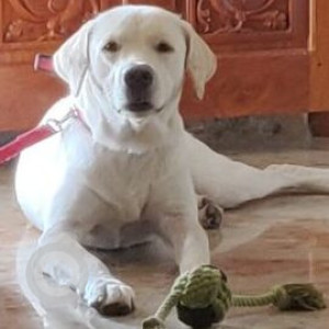 White Male Labrador Dog is Found from Kukkikatte, Udupi