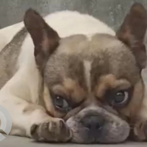 Missing: White-Brown Mix Female Bulldog Dog from Kritipur area-2