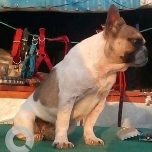 Missing: White-Brown Mix Female Bulldog Dog from Kritipur area