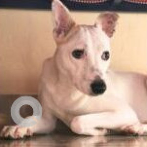 White Male Indie Dog is Missing from Basappa Road, Shanti Nagar