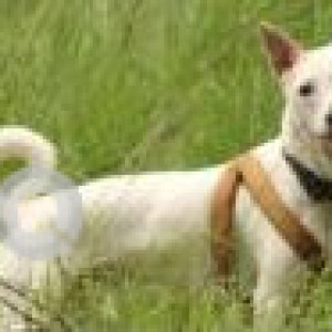 White Male Indie Dog is Missing from Basappa Road, Shanti Nagar-2