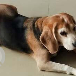 A White-Brown Mix Beagle Dog Missing from Kalkere, Bengaluru-2