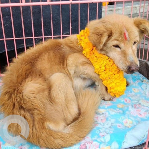 Golden Golden Retriever Dog Bunnu is Missing from Kathmandu