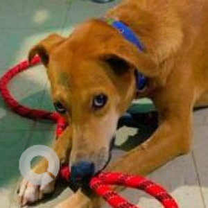 Missing: Brown Male Indie Dog from Vagator near lotus inn-2