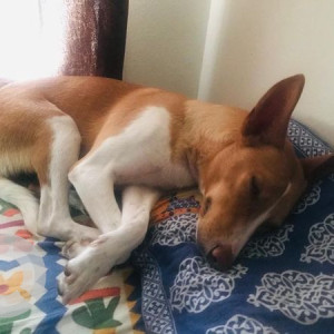 Missing: White-Brown Mix Female Indie Dog from Beverly Hills, Pancard club road