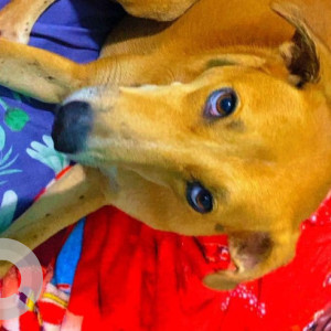 Missing: Brown Male Indie Dog from Vagator near lotus inn-3