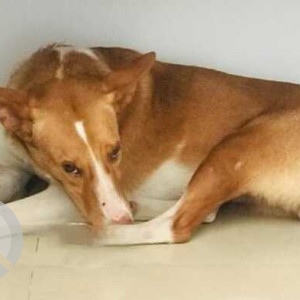 Missing: White-Brown Mix Female Indie Dog from Beverly Hills, Pancard club road-2