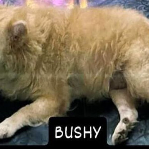 A White Pomeranian Dog Missing from Khobra Waddo, Calangute-2