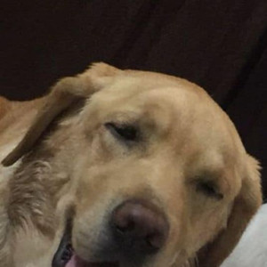 Missing: Golden Male Labrador Dog from Krishna Park, Tilak Nagar-3