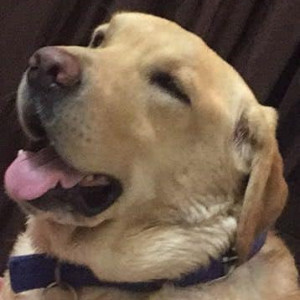 Missing: Golden Male Labrador Dog from Krishna Park, Tilak Nagar