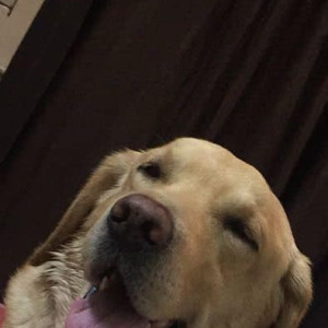 Missing: Golden Male Labrador Dog from Krishna Park, Tilak Nagar-2
