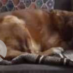 Missing: Brown Male Golden Retriever Dog from Borivali  West-3