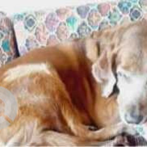 Missing: Brown Male Golden Retriever Dog from Borivali  West-2