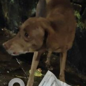 Found: Brown Female Indie Dog from Golibar Road no. 5, Santa Cruz East, near VNDesai hospital-2