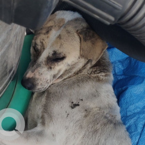 Missing: Black and White Male Indie Dog from Decathlon Hosur Road-2