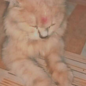Missing: White-Brown Mix Male Indie Cat from Sahar Gaon ,  Road no-1 Shanti Nagar, Andheri East, Mumbai-2