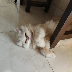 Missing: White Male Persian Cat from Chrompet - Durga Nagar Main Road - Chennai-2