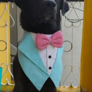 A Black Indie Dog Missing from Vijaya Nagar, Bengaluru-2