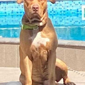 Brown Male PitBull Dog is Missing from Forest park, Kharadi. Pune