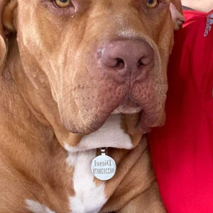 Brown Male PitBull Dog is Missing from Forest park, Kharadi. Pune-2