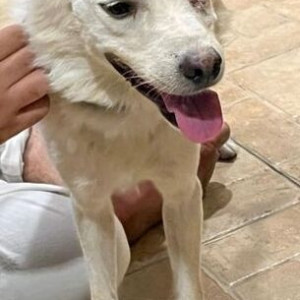 Found: White Male Spitz Dog from Satbari Village,  Chattarpur Road, New Delhi-2