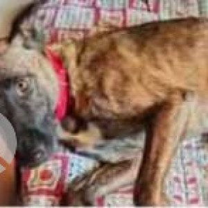 Missing: Black and Brown Female Indie Dog from Manish mall-3