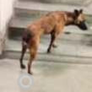 Missing: Black and Brown Female Indie Dog from Manish mall-2