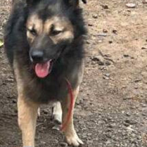 Missing: Black and Brown Male German Shepherd Dog from Vishal Hall, Andheri East-2