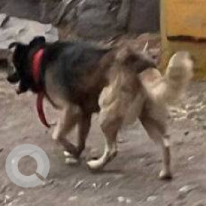 Missing: Black and Brown Male German Shepherd Dog from Vishal Hall, Andheri East-3