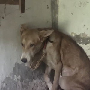 Found: Brown Male Indie Dog from Koregaon Park Lane 3