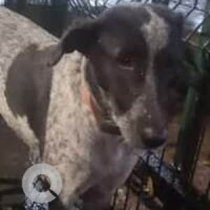 Missing: Black and White Male Indie Dog from Lodha Amara Kolshet Road, Thane-2