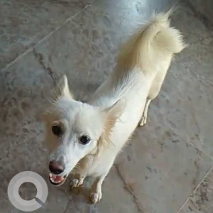 Missing: White Male Pomeranian Dog from Vasundhara haat, Sector 15, Gaziabad