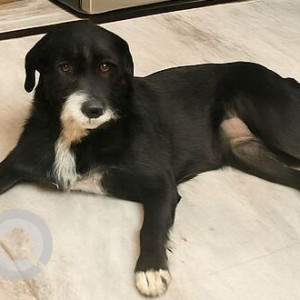 A Black and White Indie Dog Missing from Sector 26A, Gurugram