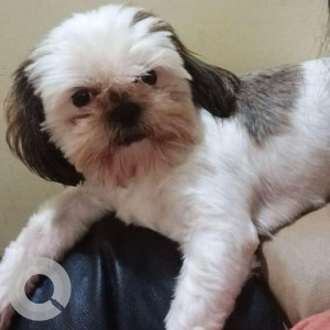 Missing: White Female Shih Tzu Dog from Whitefield, Immadihalli Near Miami Supermarket-2