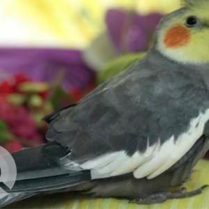 Missing: Grey Female Cockatiel bird Bird from Warasiguda, Hyderabad-2