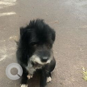 A Black and White Indie Dog Missing from Sector 26A, Gurugram-2