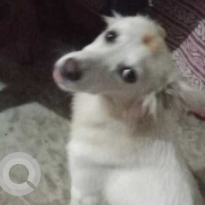 Missing: White Male Pomeranian Dog from Vasundhara haat, Sector 15, Gaziabad-2