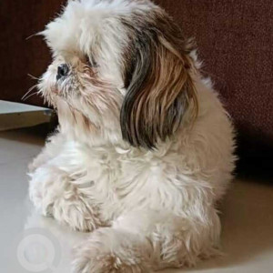 Missing: White Female Shih Tzu Dog from Whitefield, Immadihalli Near Miami Supermarket