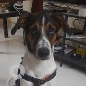 Missing: White-Brown Mix Male Indie Dog from Chettiyaragaram road, Porur